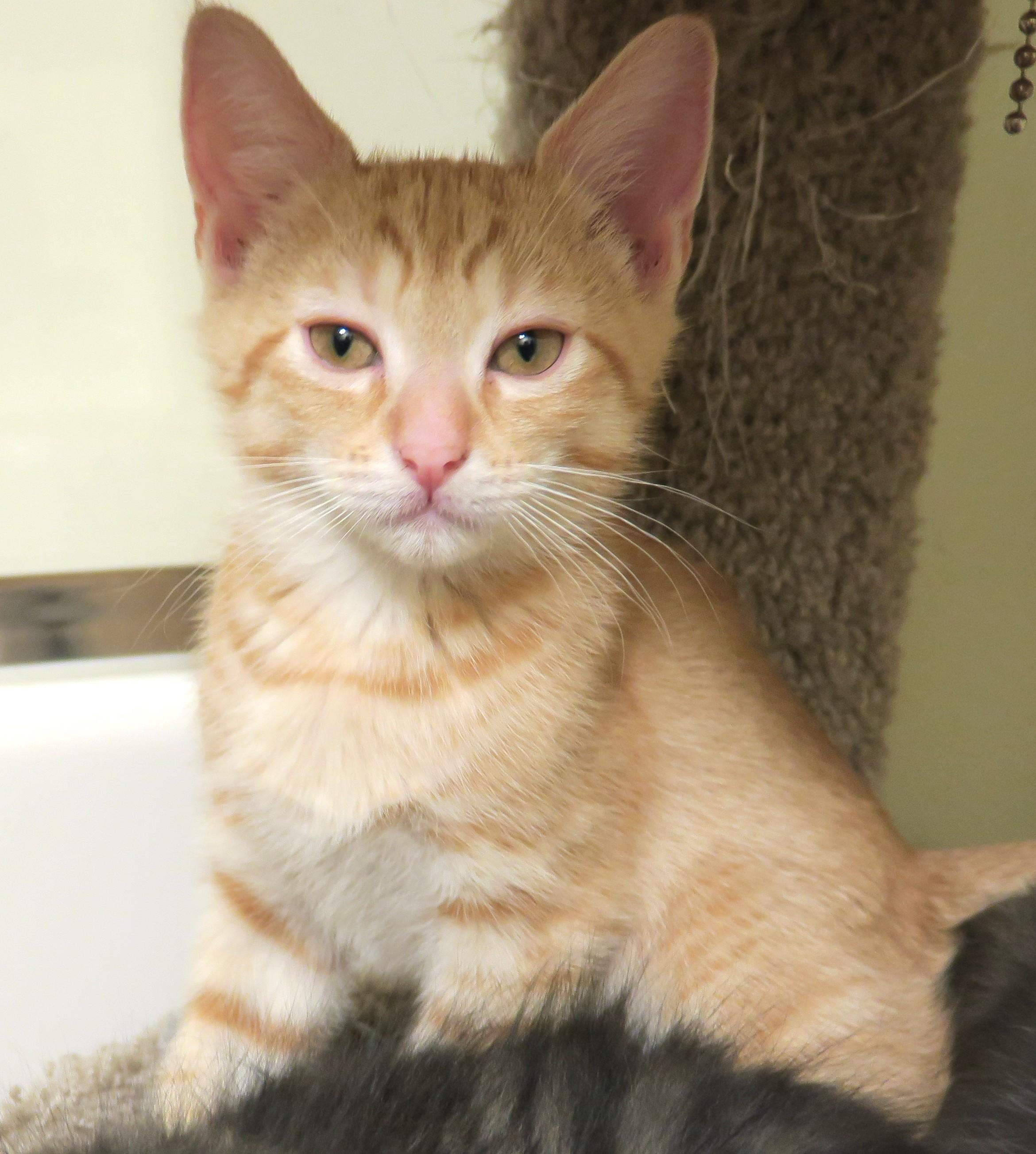 Enlarge Oliver, a ADOPTABLE Tiger in Bow, WA image 6/6