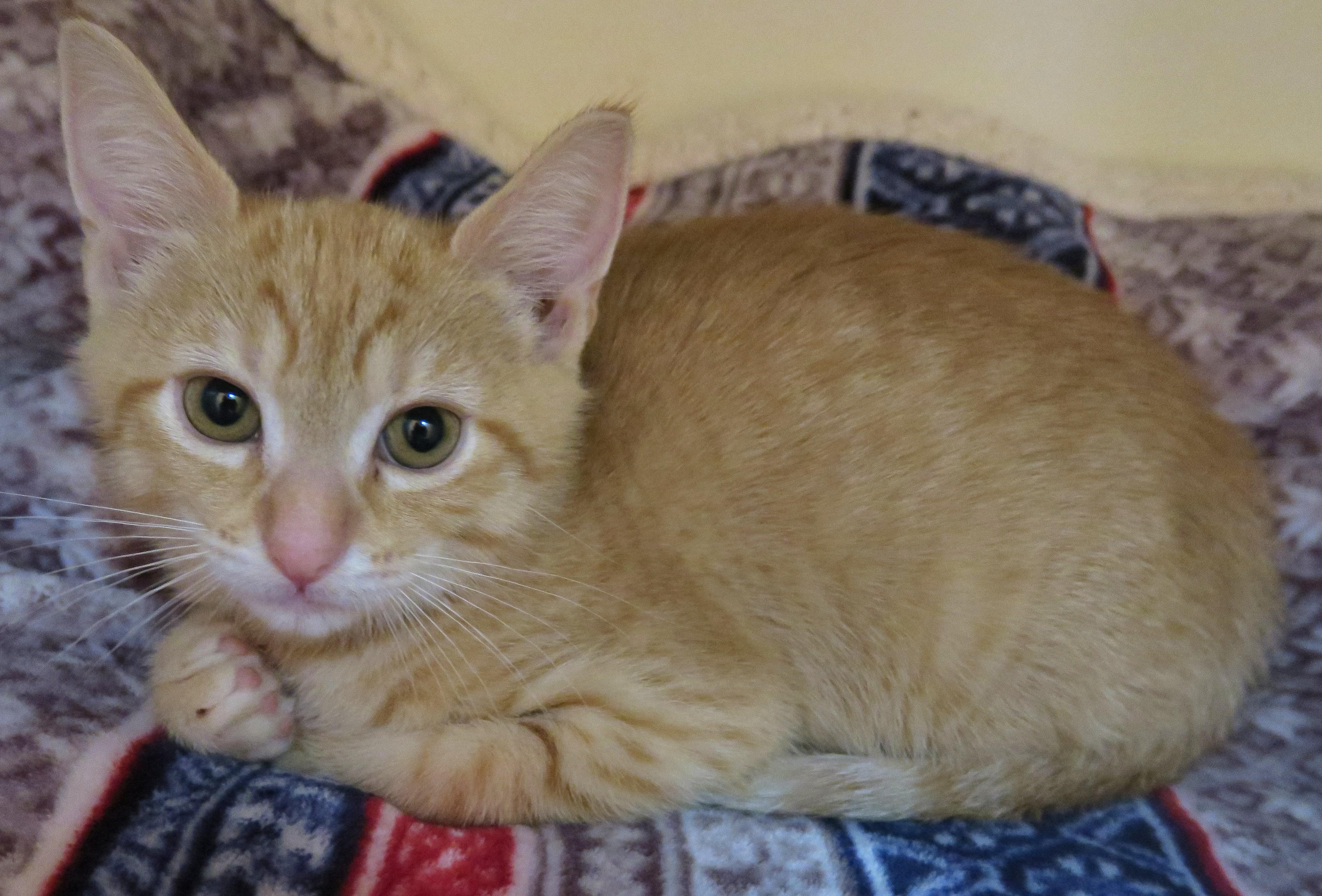 Enlarge Oliver, a ADOPTABLE Tiger in Bow, WA image 4/6