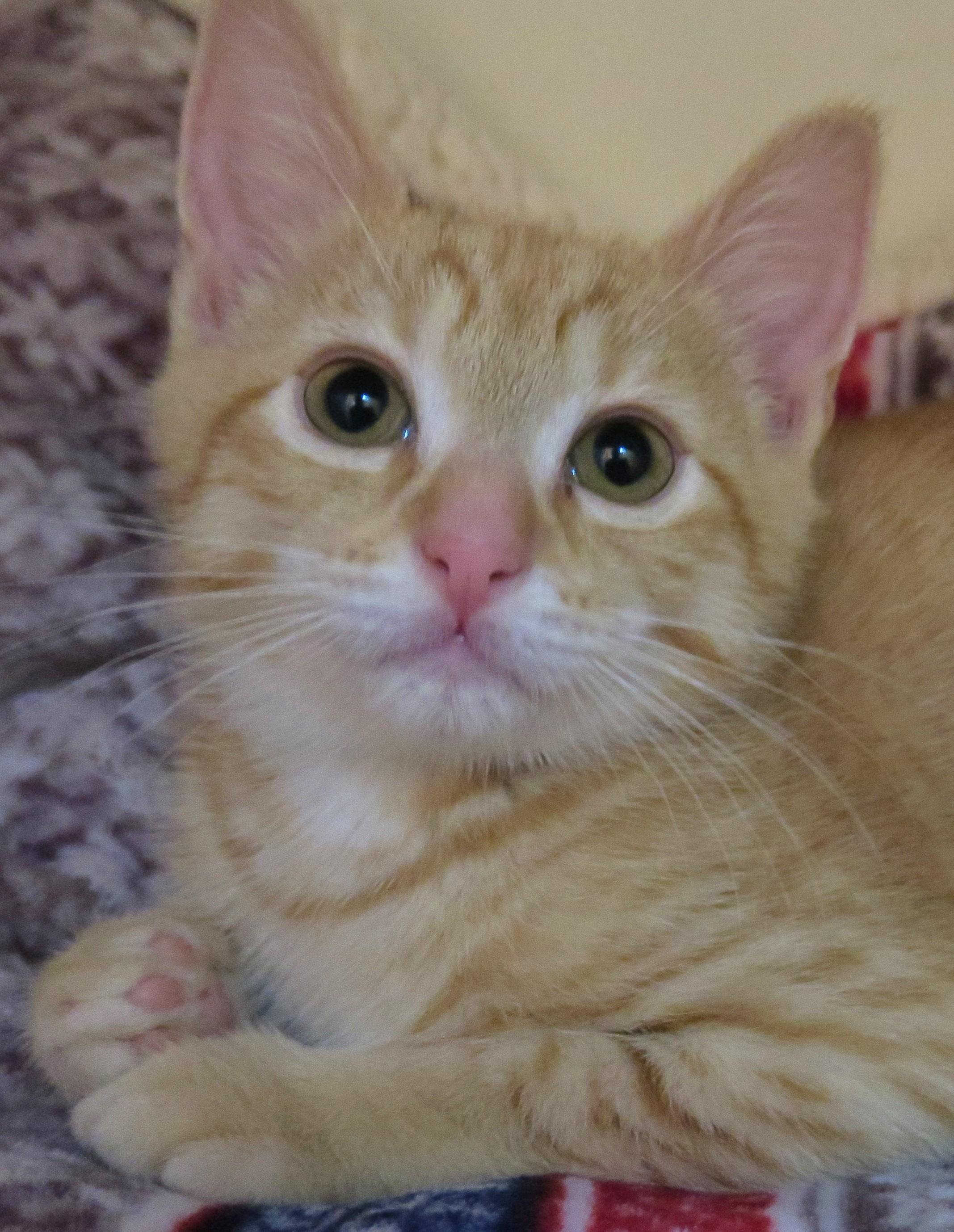 Enlarge Oliver, a ADOPTABLE Tiger in Bow, WA image 1/6