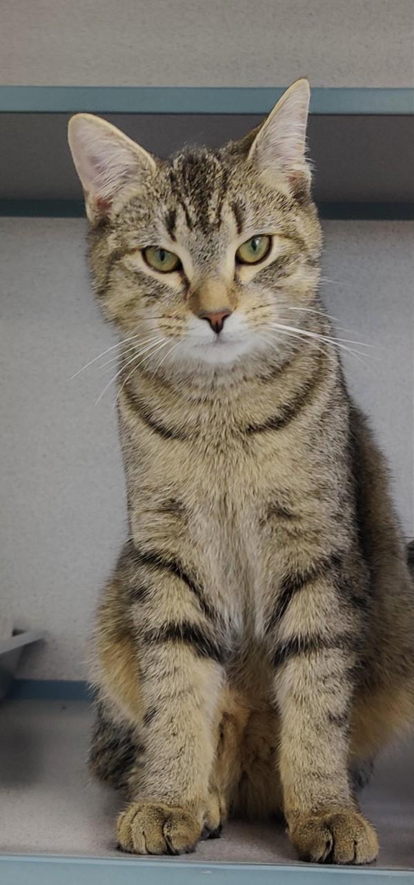 Apis, Adoptable, Young Male Domestic Short Hair.