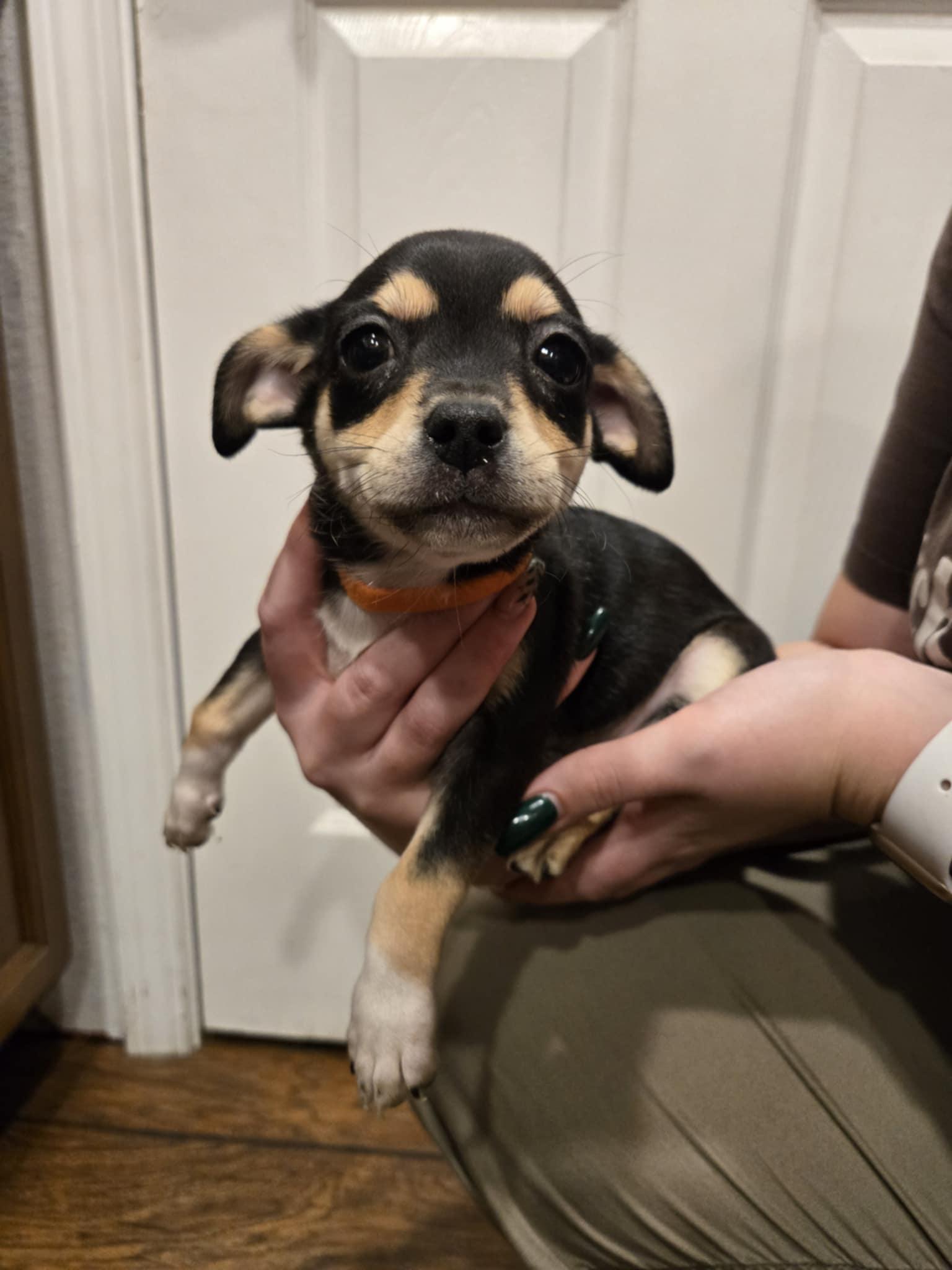 Lefty, Adopted, Young Male Chihuahua.