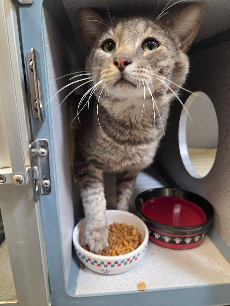 Rocky, Adoptable, Young Male Domestic Short Hair.