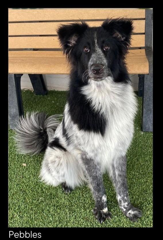 Enlarge Pebbles, a Adopted mixed breed in Chino Valley, AZ image 1/3