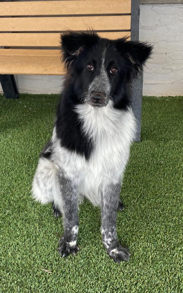 Enlarge Pebbles, a Adopted mixed breed in Chino Valley, AZ image 3/3