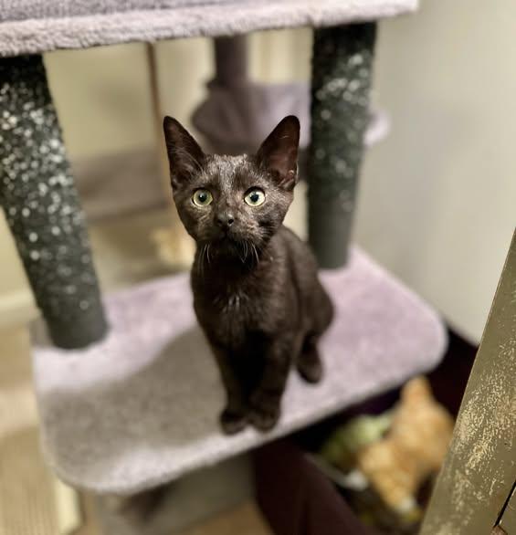 Clinique, Adoptable, Young Female Domestic Short Hair.