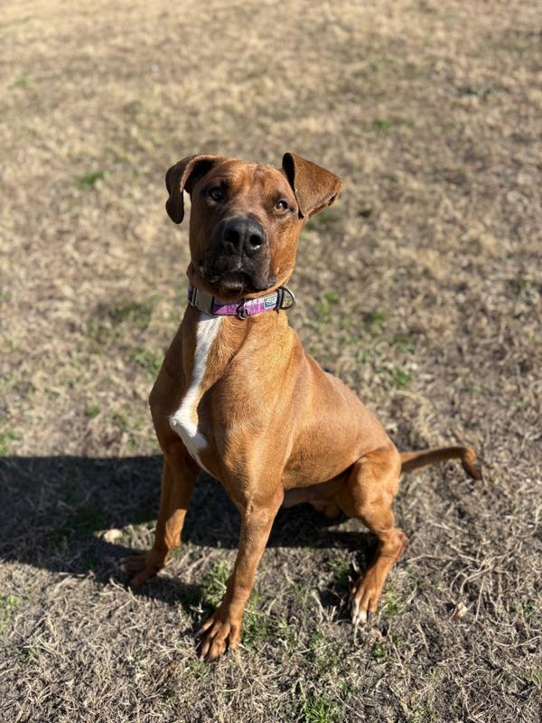 SCOOBERT BRAMBLE, Adoptable, Adult Male Doberman Pinscher.