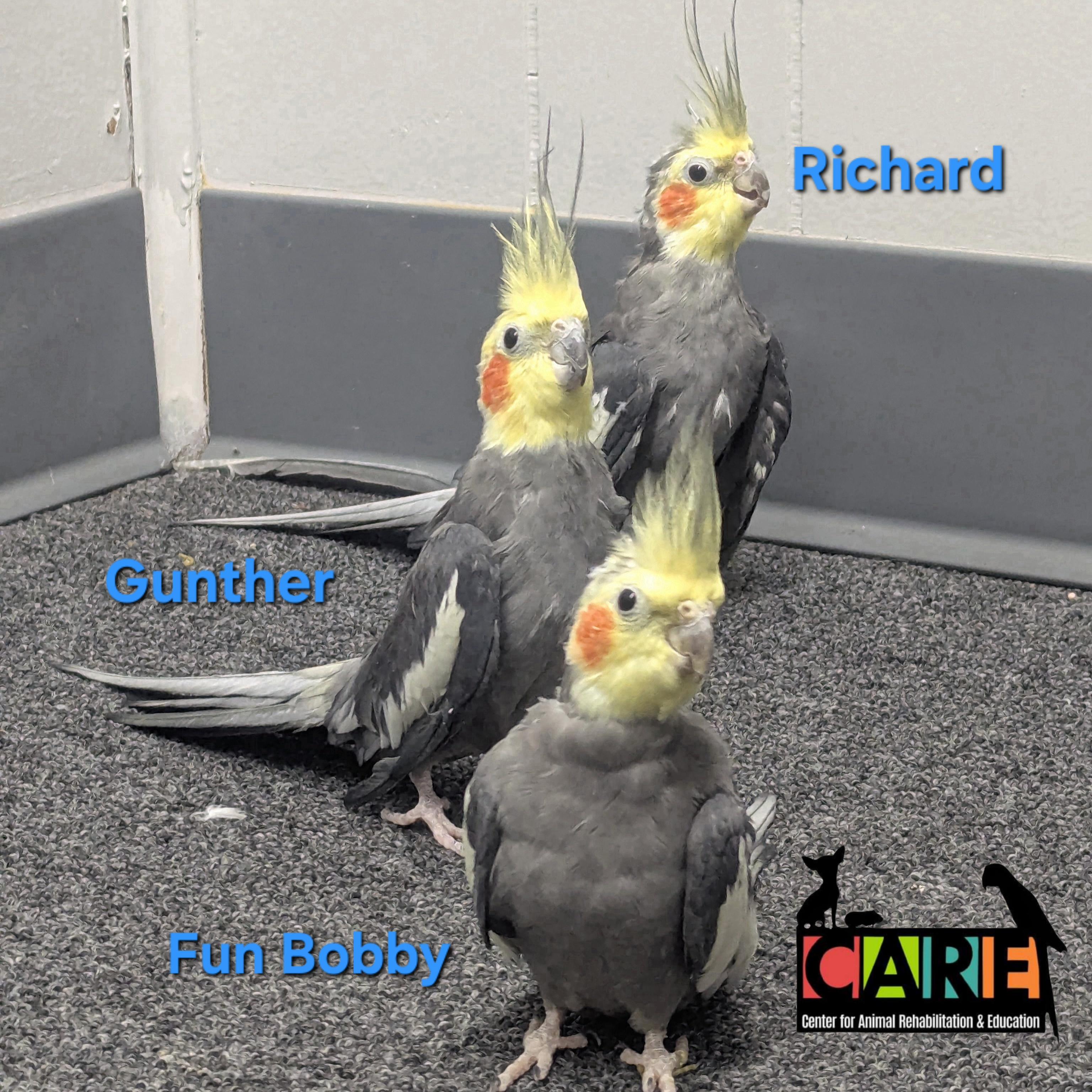 Male Cockatiels photo