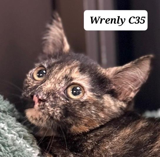 Wrenly, ADOPTABLE, Kitten Female Domestic Short Hair.