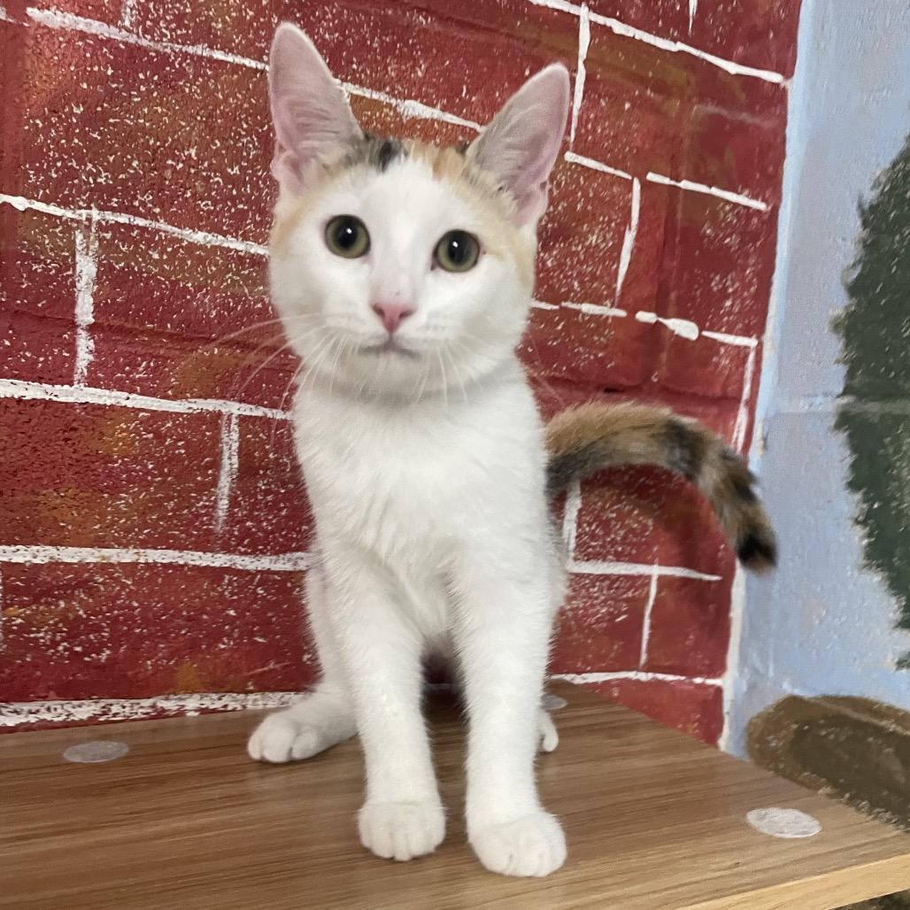Enlarge Becca, a Adoptable Domestic Short Hair in Laredo, TX image 1/2