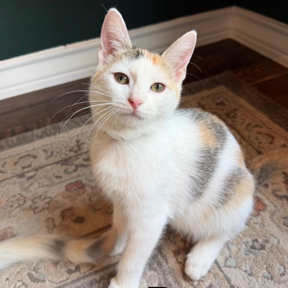 Enlarge Becca, a Adoptable Domestic Short Hair in Laredo, TX image 2/2