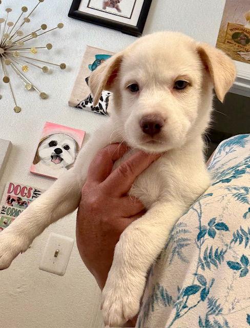 Cheddar, Adopted, Puppy Female Cattle Dog & Husky.