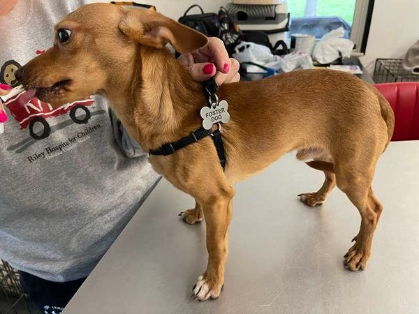 Ernie, Adopted, Young Male Chiweenie.