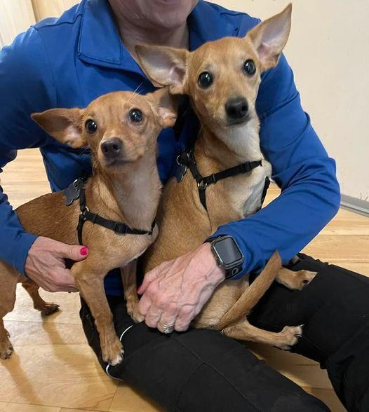 Ernie, a Adopted Chiweenie in Indianapolis, IN image 2/4