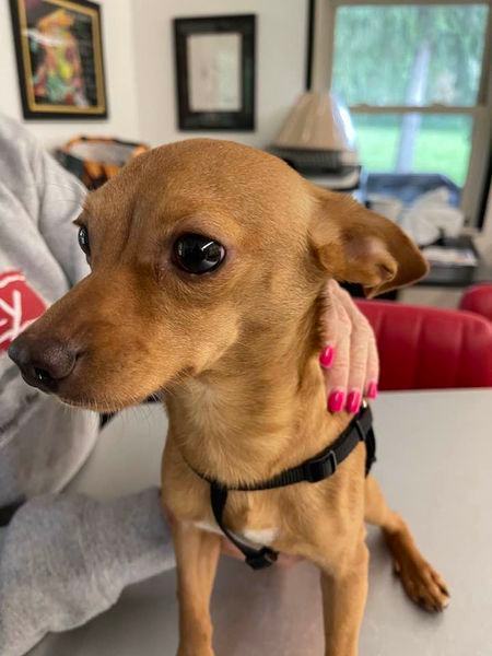 Ernie, a Adopted Chiweenie in Indianapolis, IN image 3/4