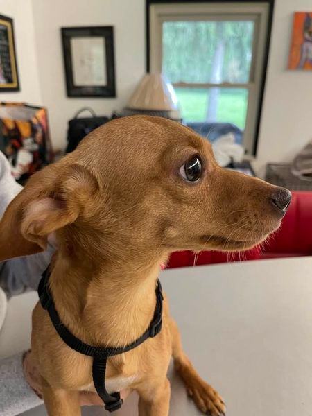 Ernie, a Adopted Chiweenie in Indianapolis, IN image 4/4