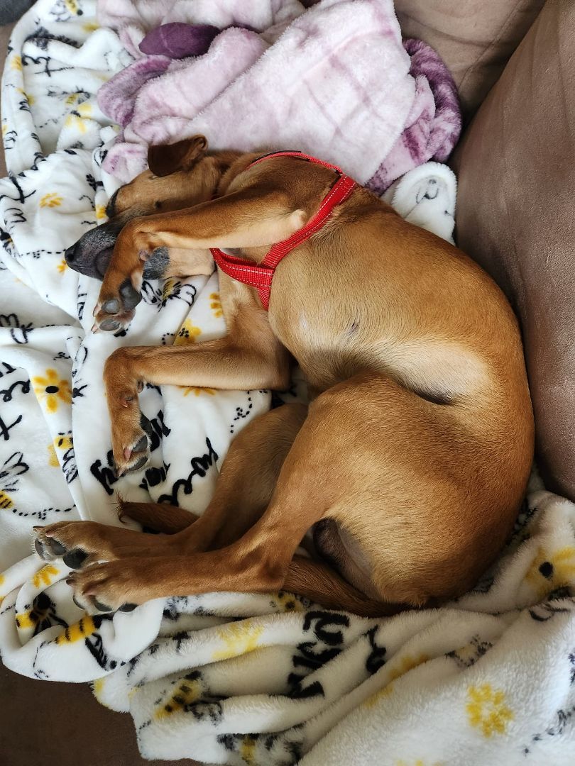 Loki, Adopted, Young Male Labrador Retriever & Beagle.