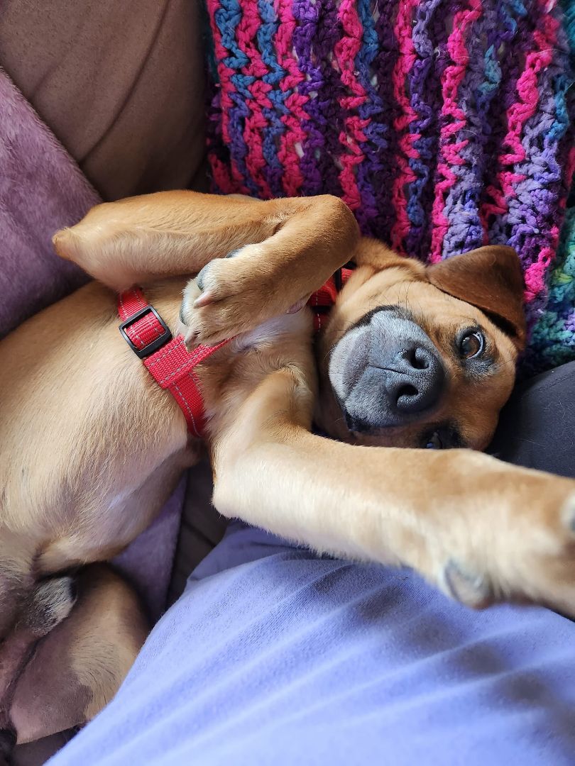 Enlarge Loki, a Adopted mixed breed in SHADE GAP, PA image 2/6