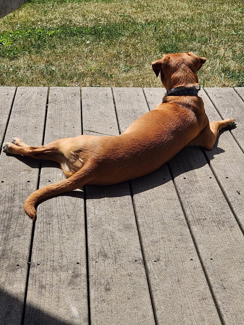 Enlarge Loki, a Adopted mixed breed in SHADE GAP, PA image 3/6
