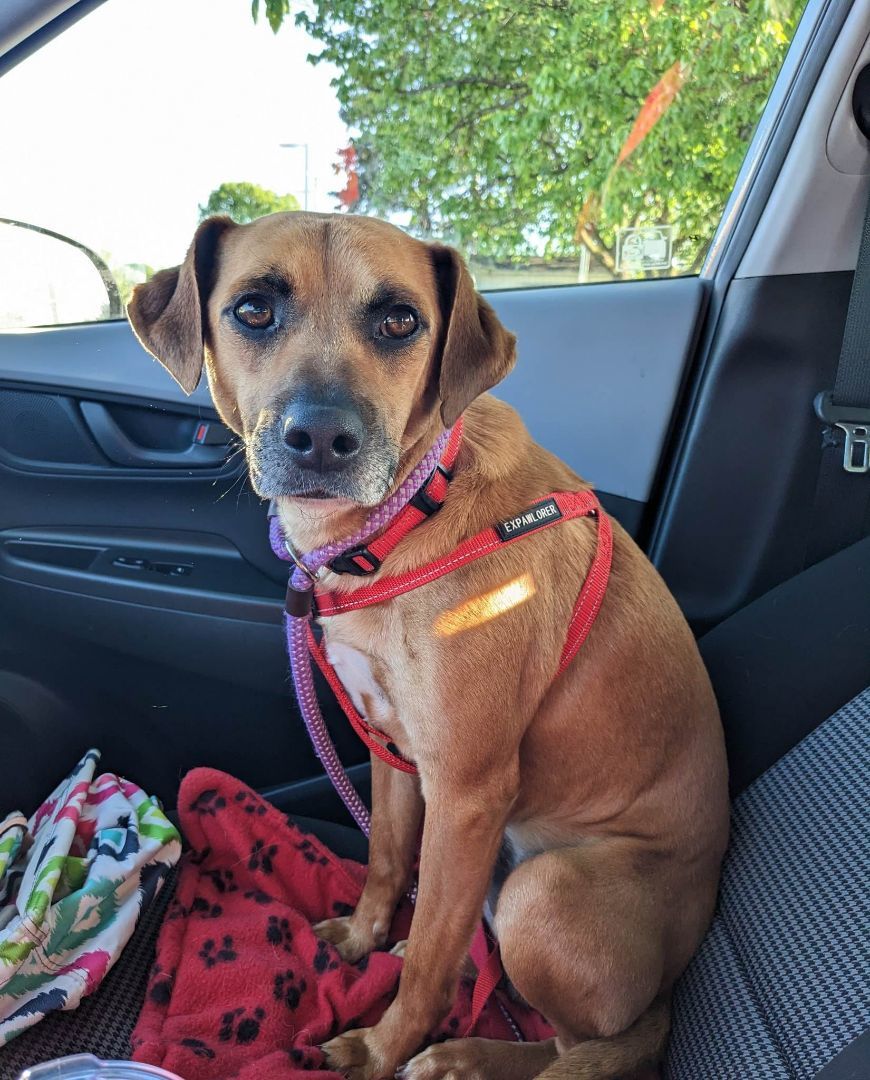 Enlarge Loki, a Adopted mixed breed in SHADE GAP, PA image 5/6