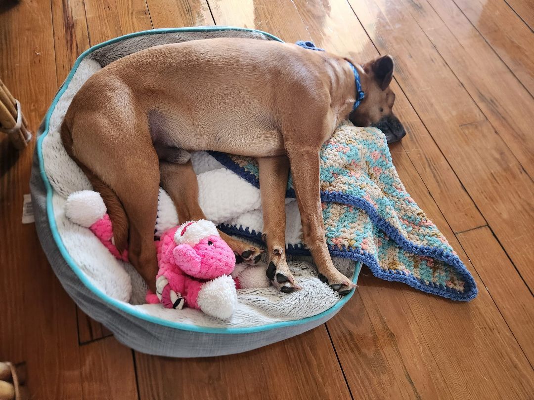 Enlarge Loki, a Adopted mixed breed in SHADE GAP, PA image 6/6