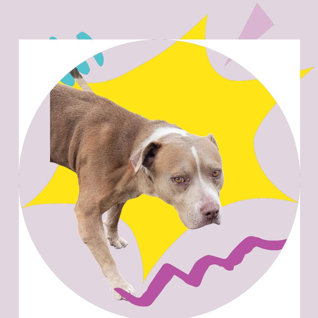 ARTURO, Adult Male Bull Terrier
