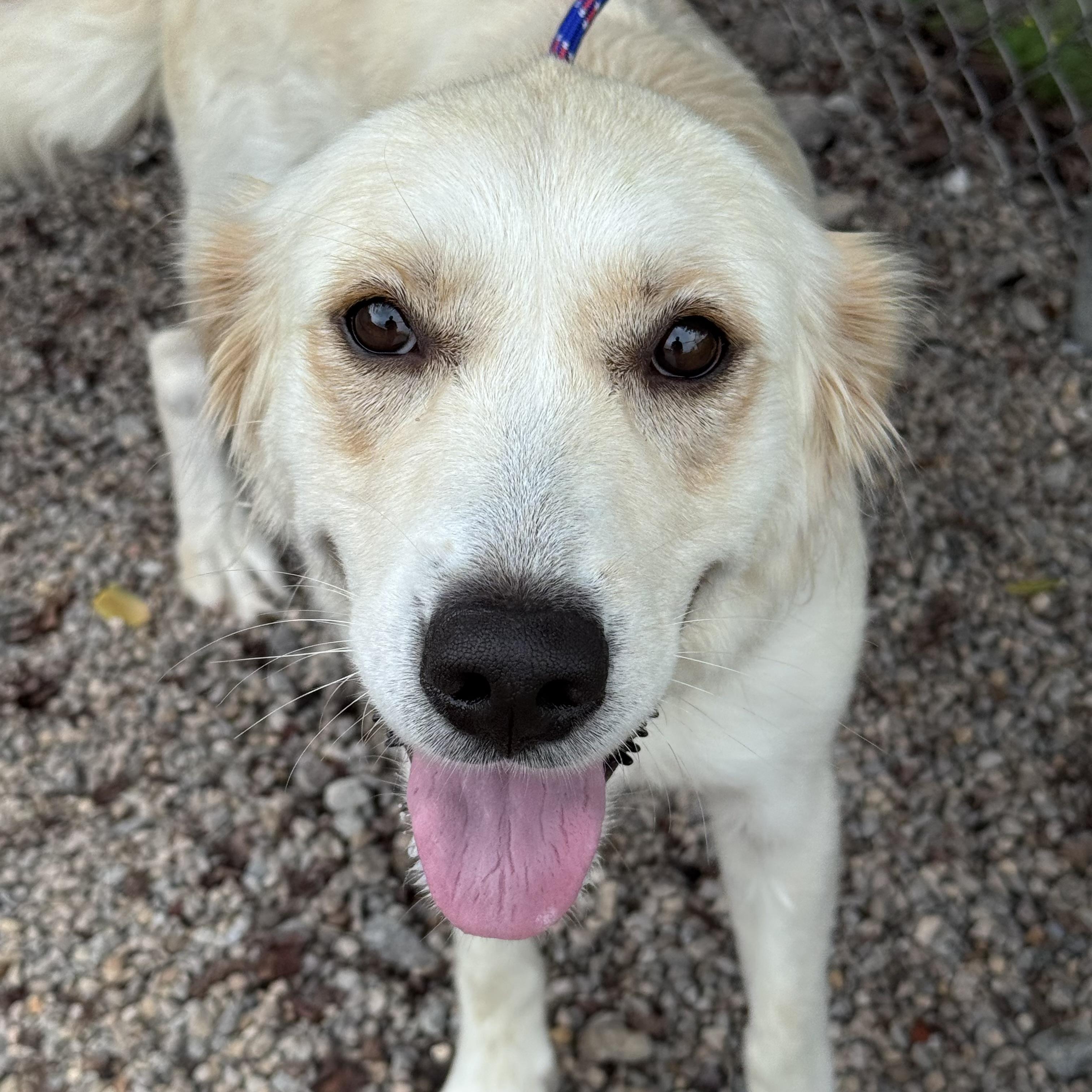 YASMINE, ADOPTABLE, Adult Female Yellow Labrador Retriever & Retriever.