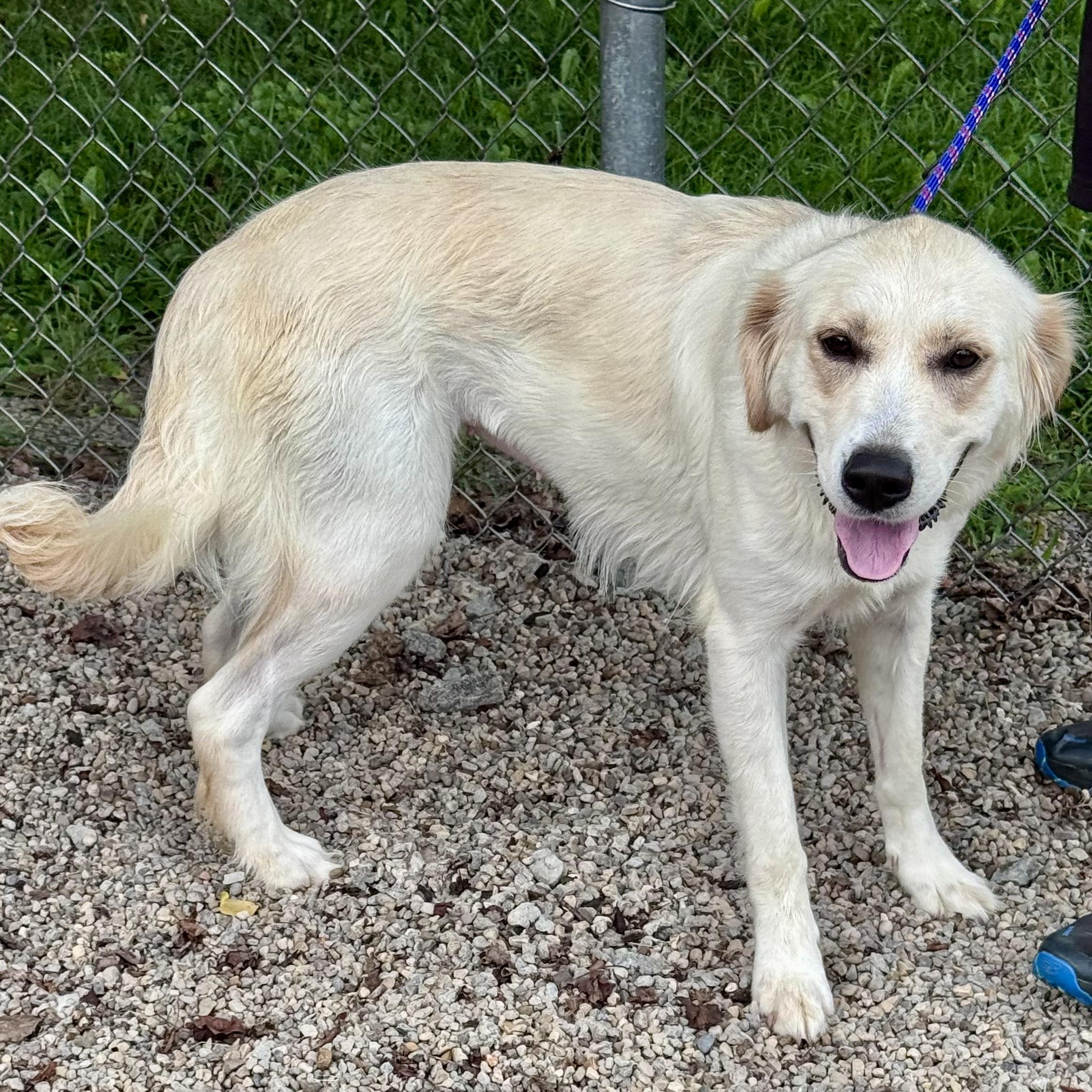 YASMINE, a ADOPTABLE mixed breed in Wilmington, OH image 2/4