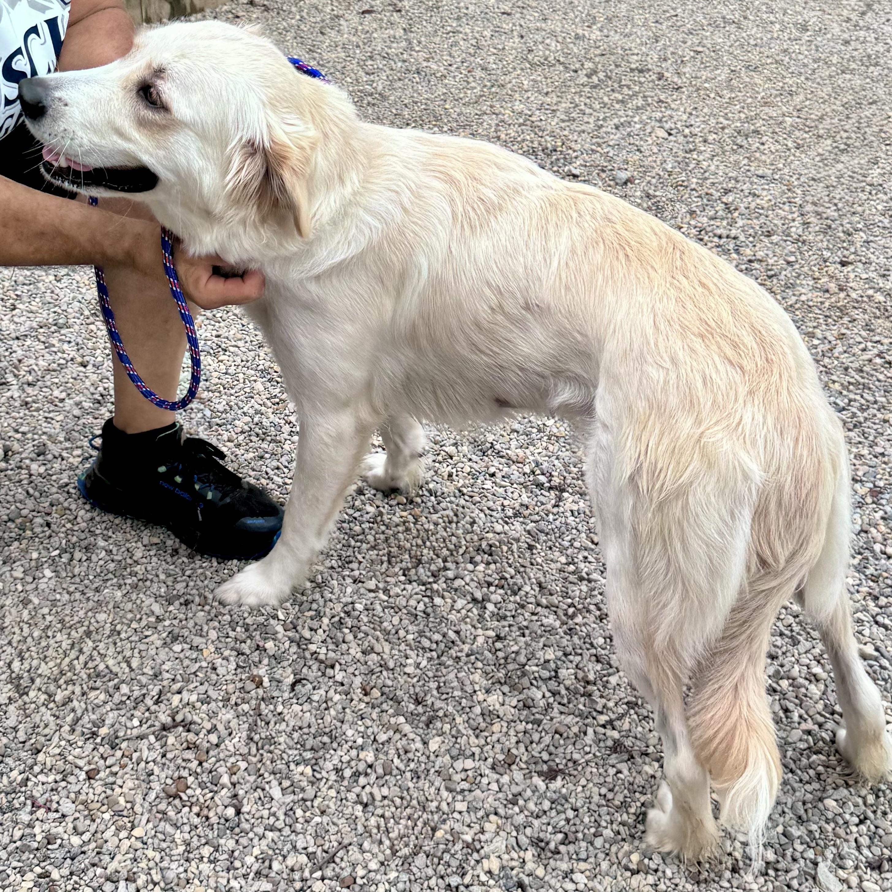 YASMINE, a ADOPTABLE mixed breed in Wilmington, OH image 4/4