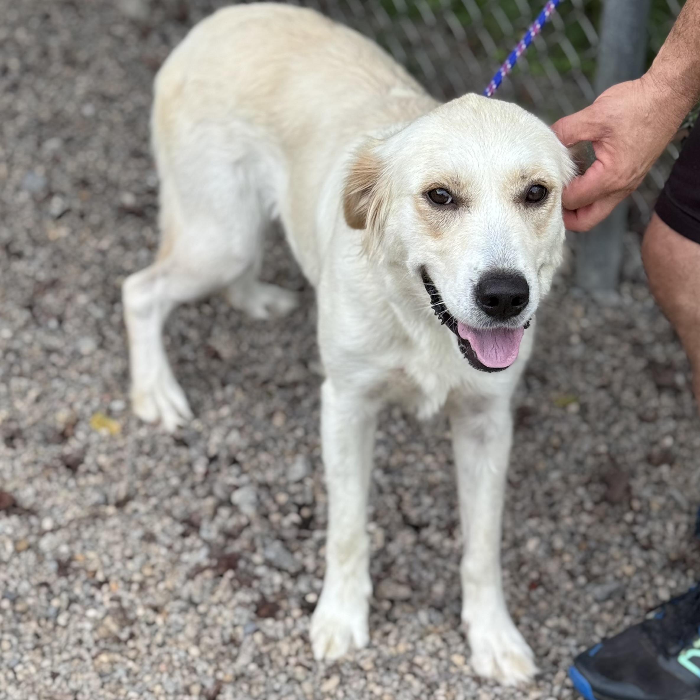 YASMINE, a ADOPTABLE mixed breed in Wilmington, OH image 3/4