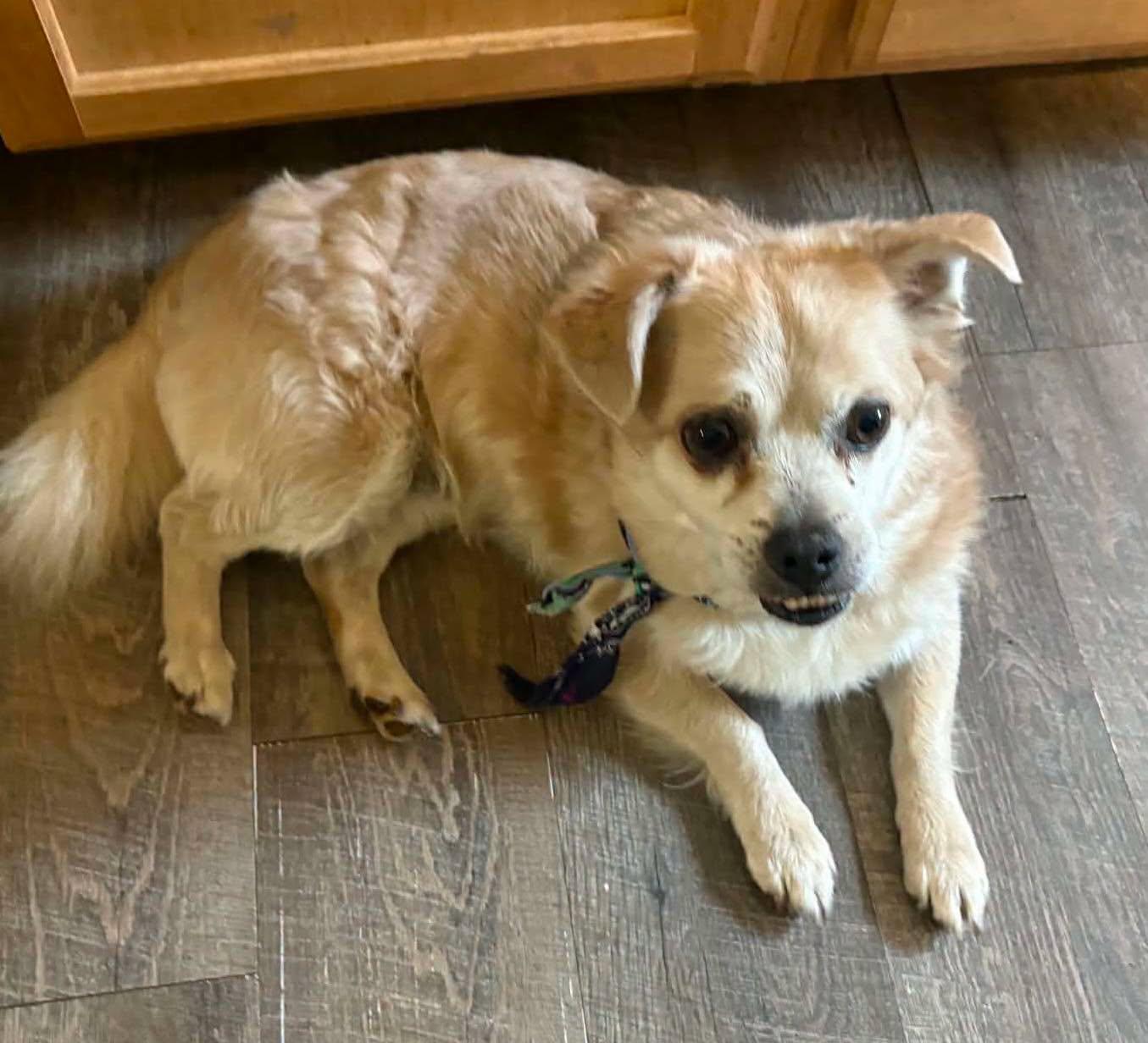 Enlarge Wolf, a Adopted Mixed Breed in Hop Bottom, PA image 1/1