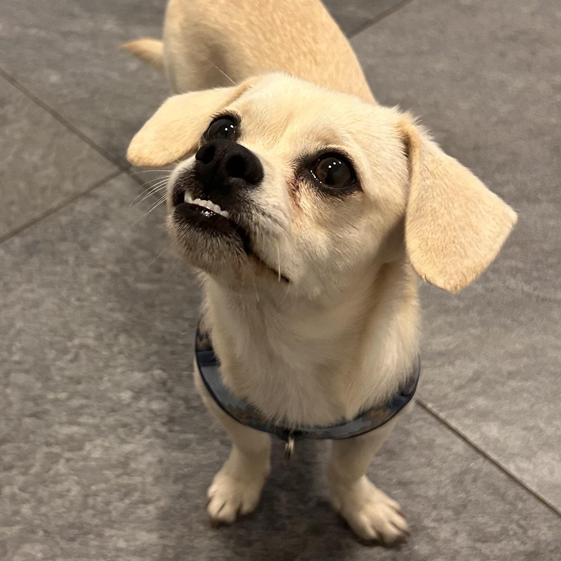 Enlarge THEO, a Adoptable mixed breed in Abbotsford, BC image 2/3