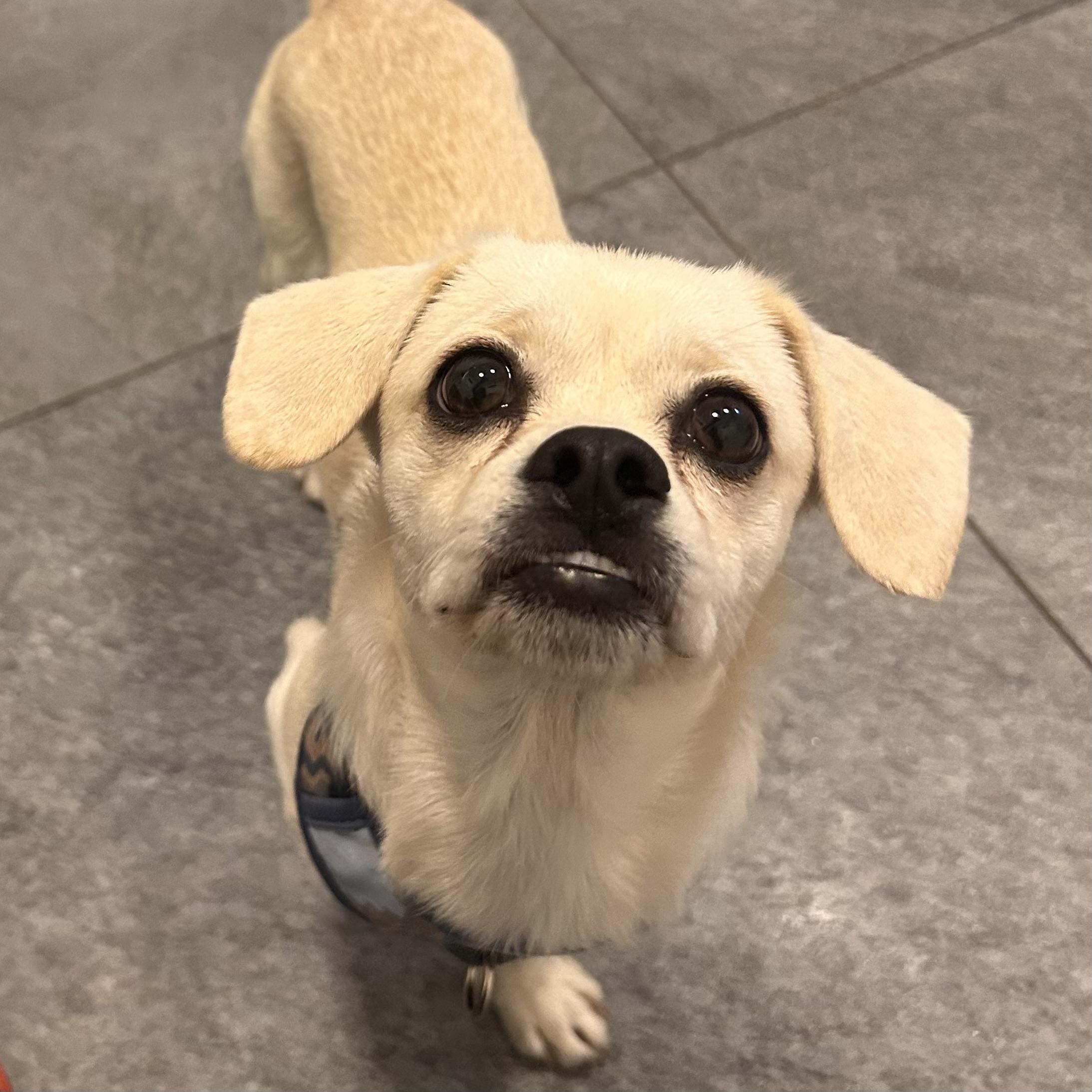 THEO, Adoptable, Puppy Male Pug & Chihuahua.
