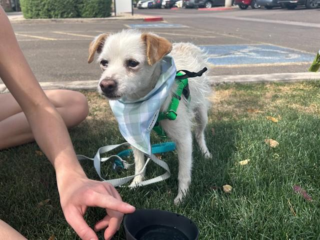 Enlarge GORDAN RAMSEY, a Adoptable mixed breed in Phoenix, AZ image 1/1