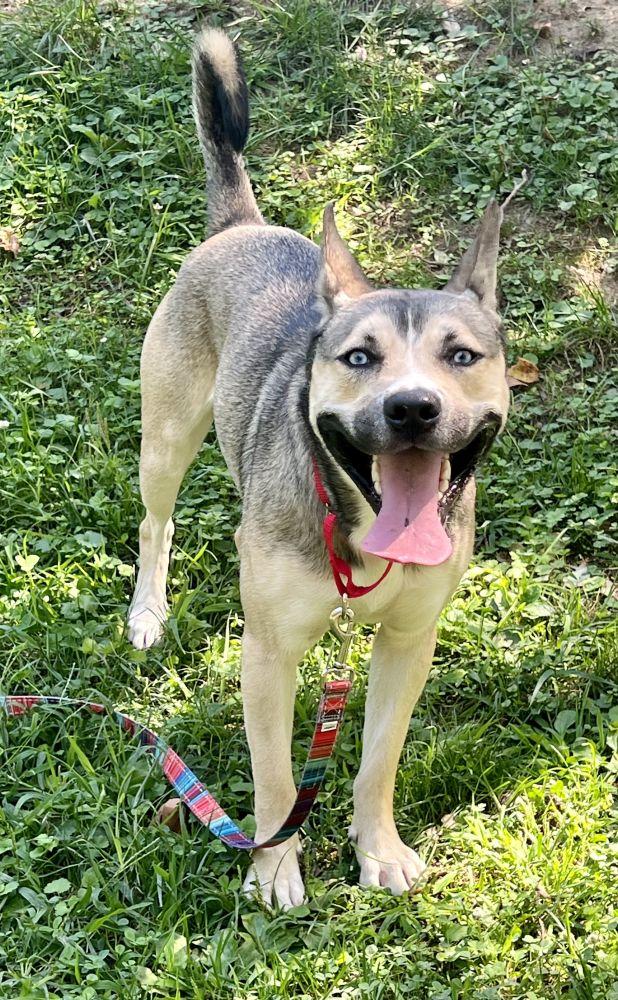 Blue, Adoptable, Adult Male Mixed Breed.