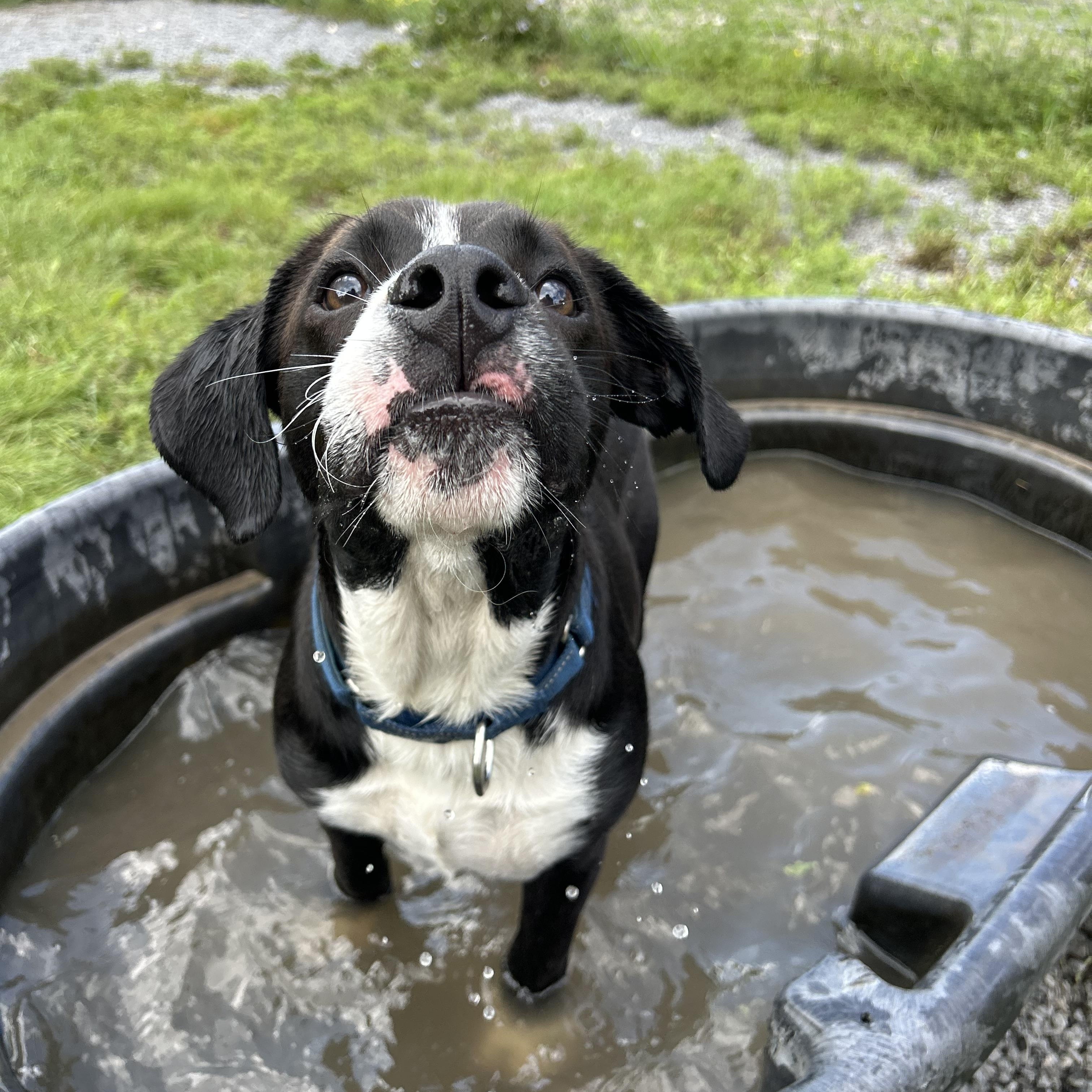 Enlarge Arlo, a ADOPTABLE Black Labrador Retriever in Howes Cave, NY image 4/4