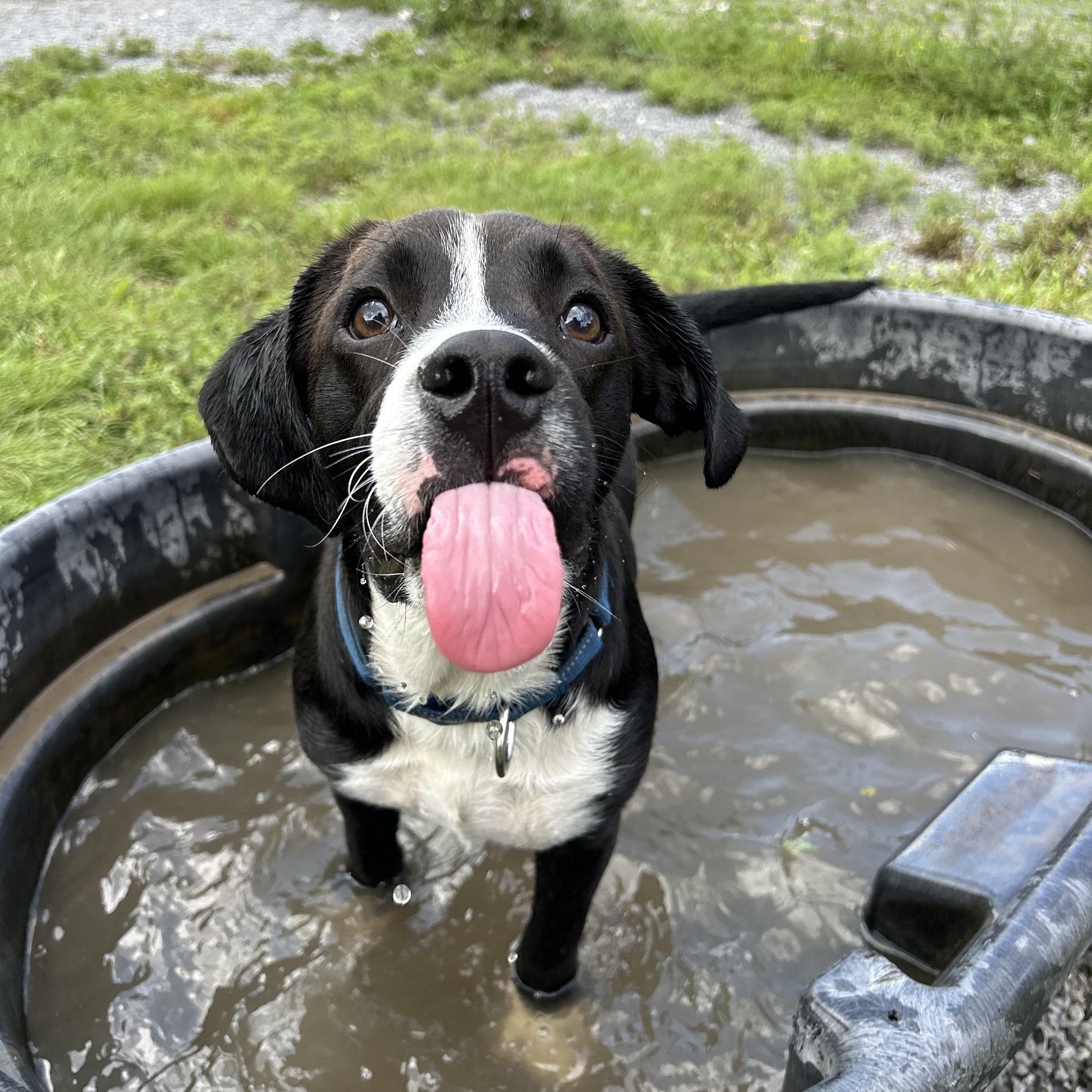 Arlo, ADOPTABLE, Young Male Black Labrador Retriever.