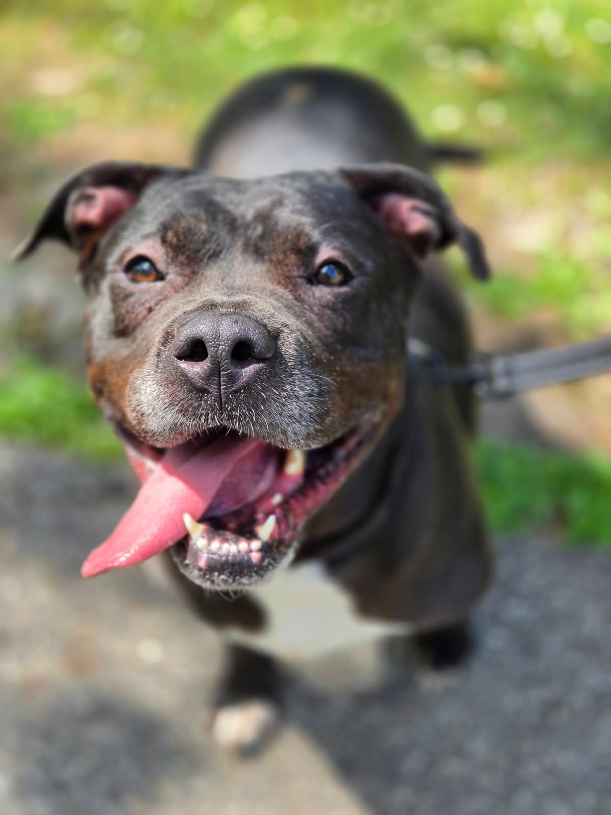 Flow, Adoptable, Adult Female Terrier & Pit Bull Terrier.