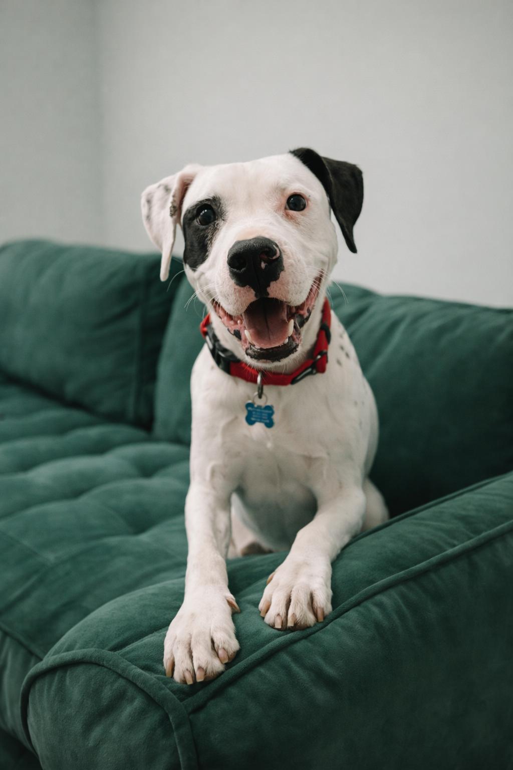 Enlarge Garcon, a ADOPTABLE mixed breed in Millington, TN image 2/3