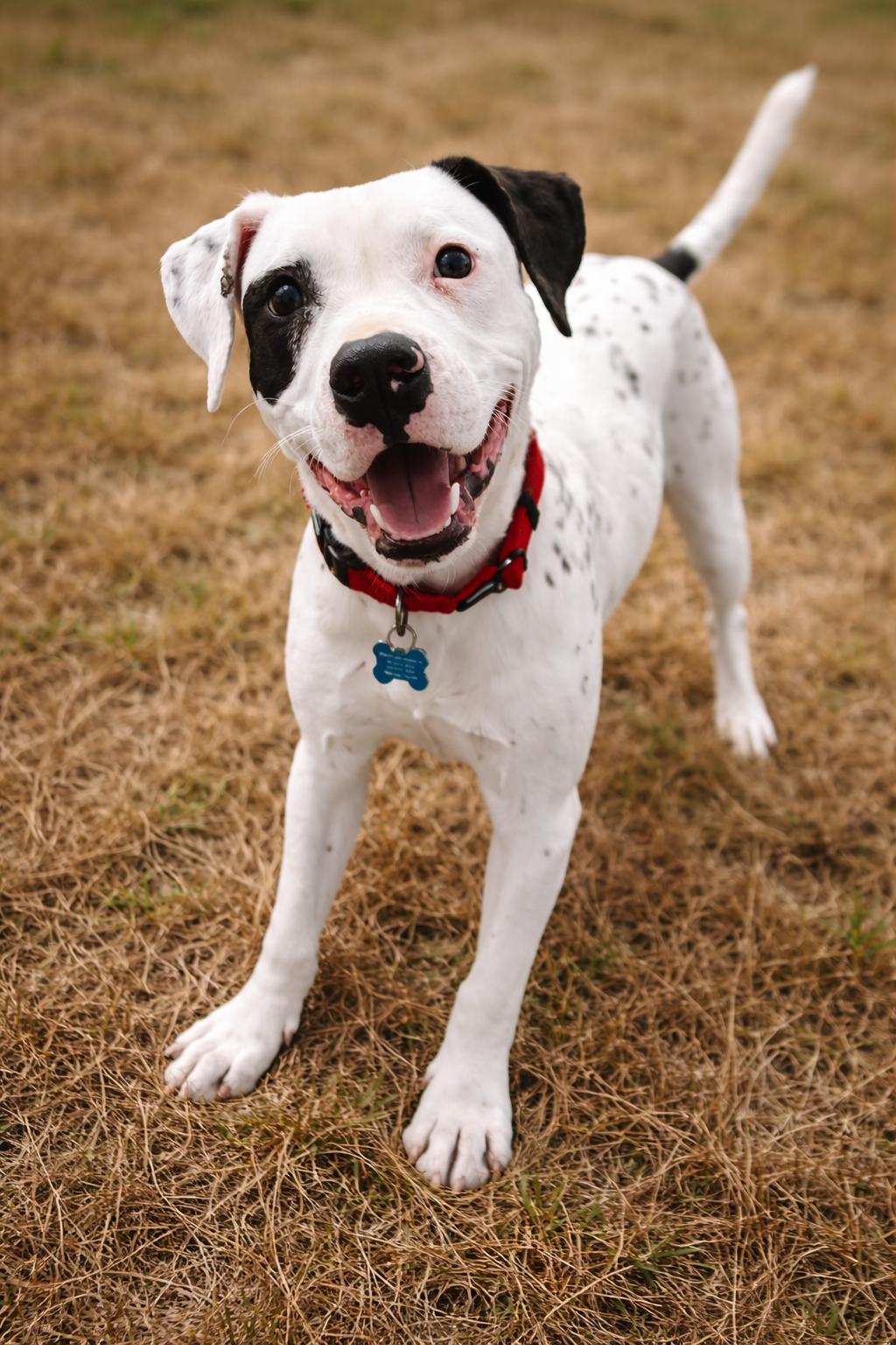 Enlarge Garcon, a ADOPTABLE mixed breed in Millington, TN image 3/3