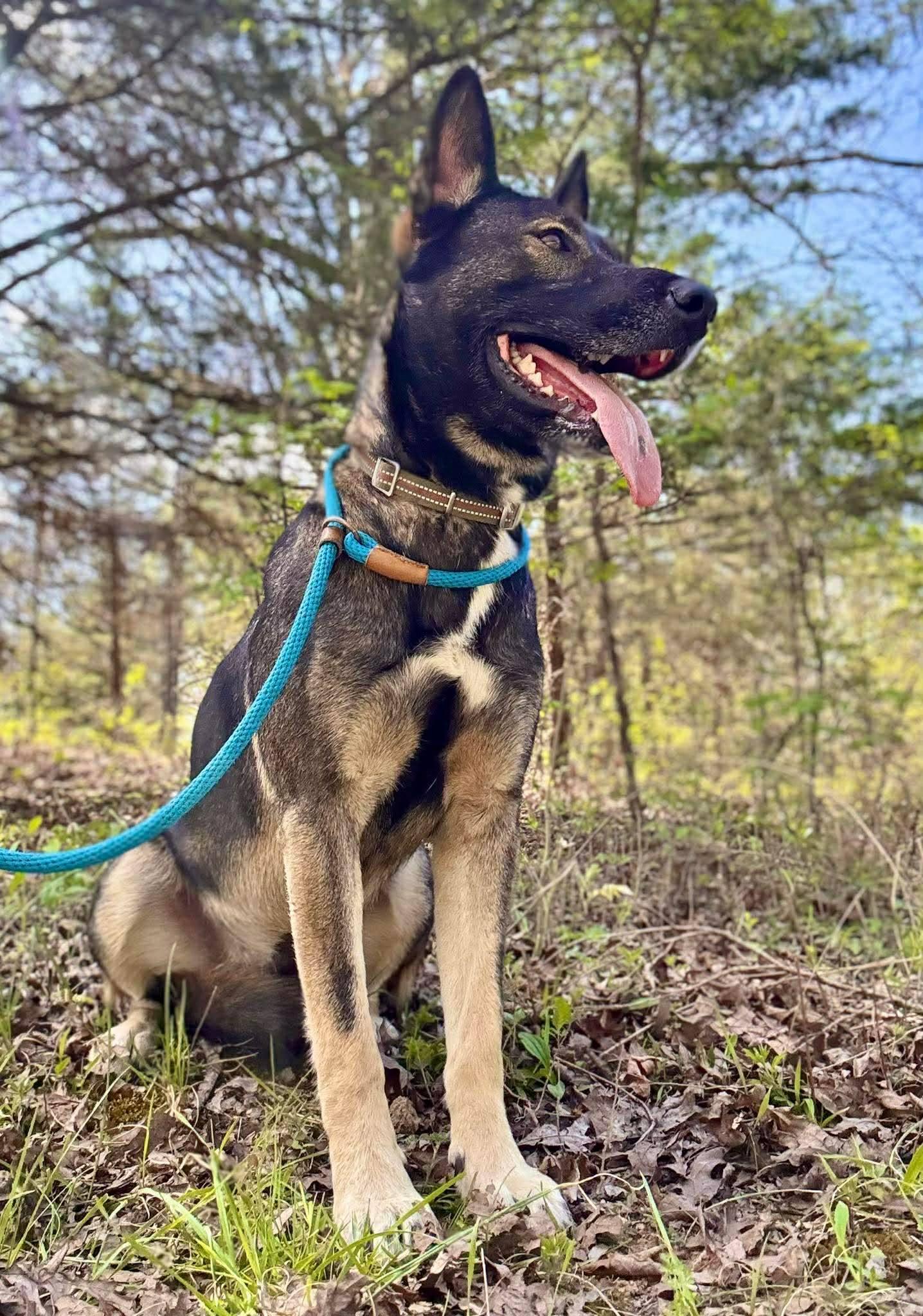 Enlarge Bella, an adopted Belgian Shepherd / Malinois in Waverly, TN image 2/3