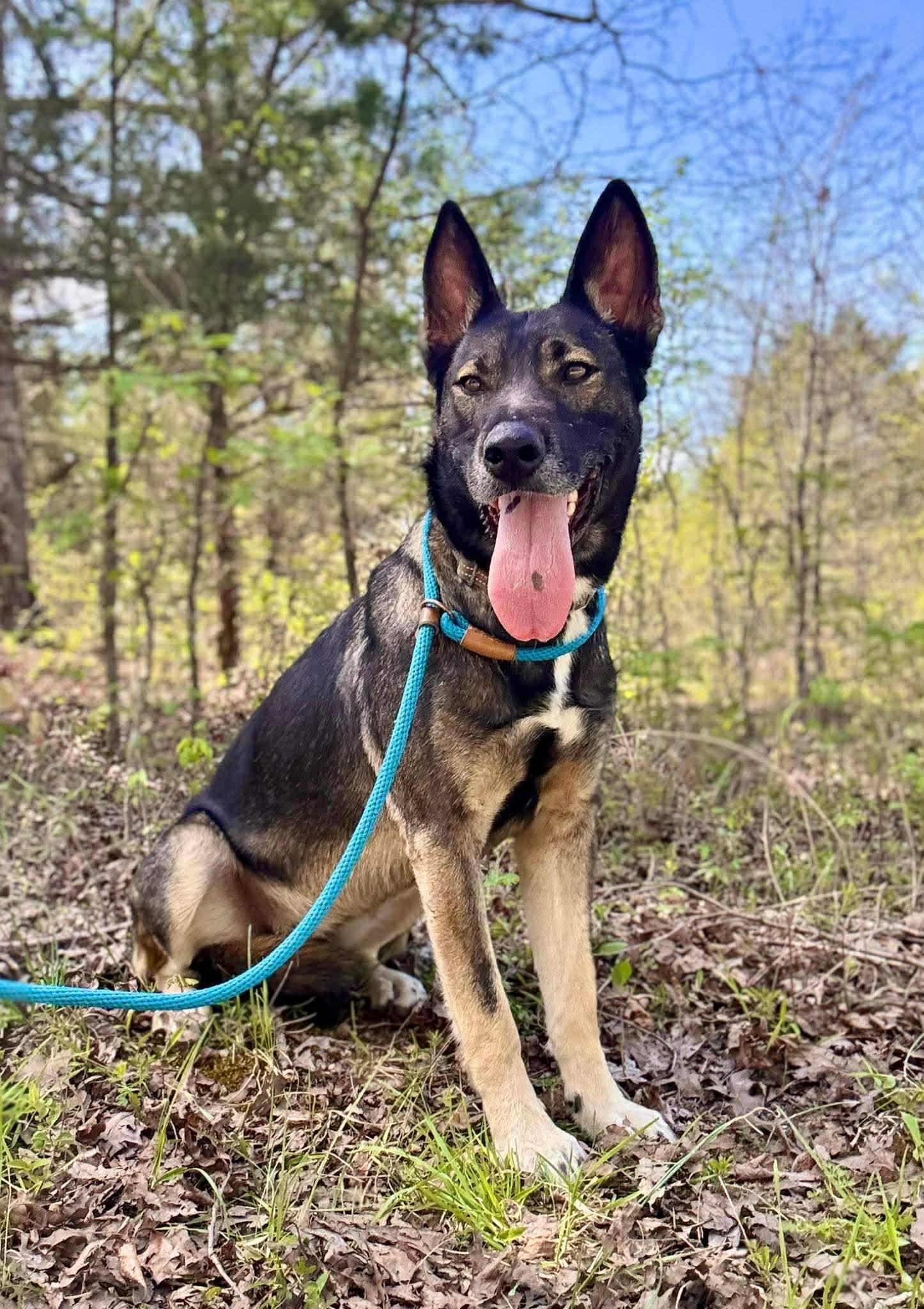 Enlarge Bella, an adopted Belgian Shepherd / Malinois in Waverly, TN image 3/3