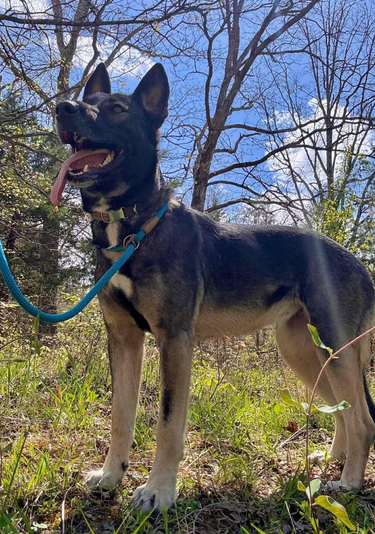 Bella, adopted, Young Female Belgian Shepherd / Malinois.