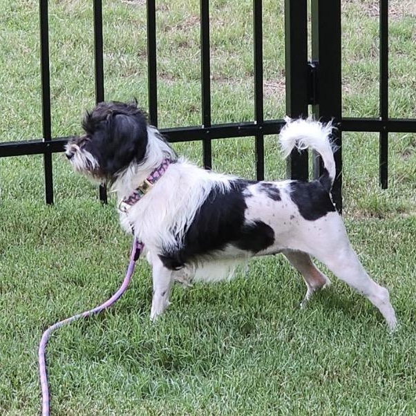 Lizzy, an adopted mixed breed in Calabash, NC image 4/4