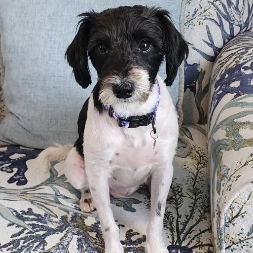 Lizzy, an adopted mixed breed in Calabash, NC image 1/4