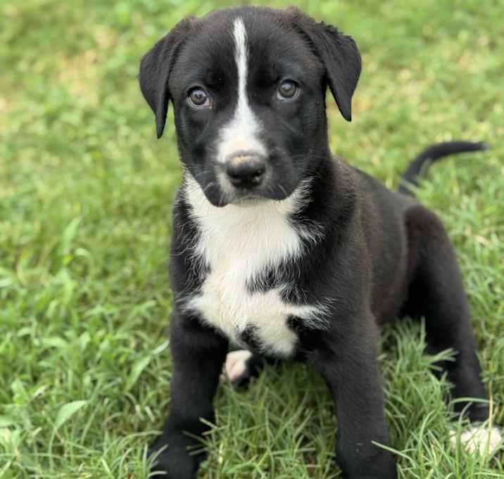 Veronica Mars, Adoptable, Puppy Female Catahoula Leopard Dog.