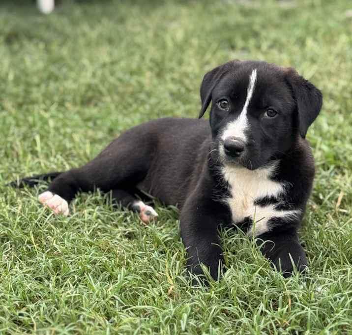 Veronica Mars, a Adoptable mixed breed in Brookshire, TX image 2/6