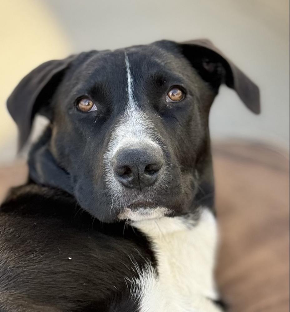 Veronica Mars, a Adoptable mixed breed in Brookshire, TX image 3/6