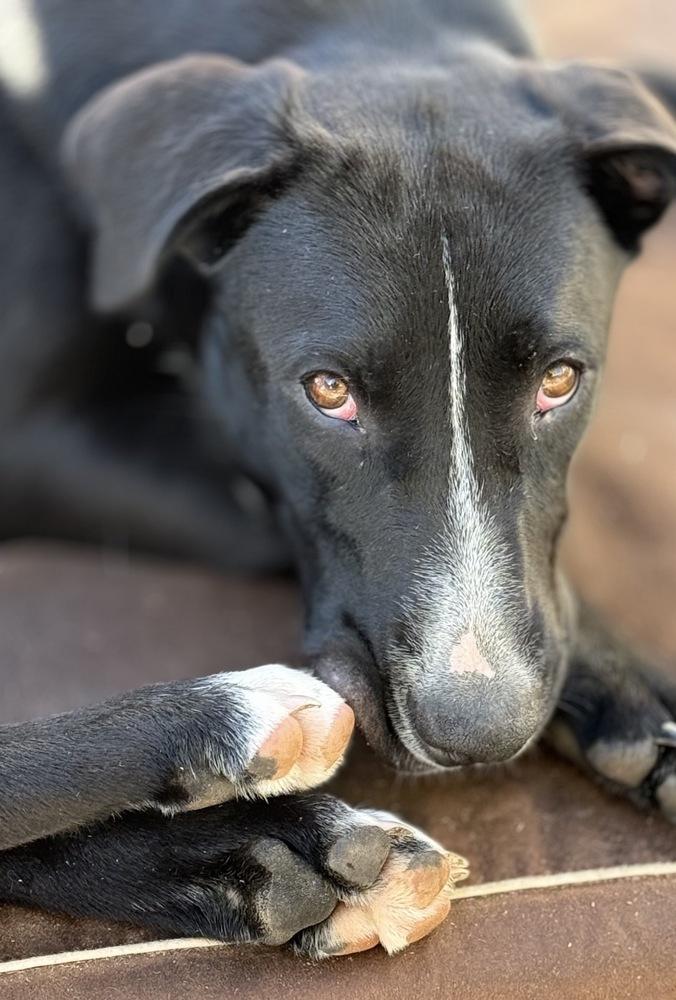 Veronica Mars, Adoptable, Puppy Female Catahoula Leopard Dog.