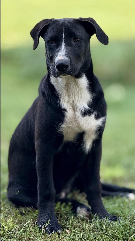 Veronica Mars, a Adoptable mixed breed in Brookshire, TX image 4/6