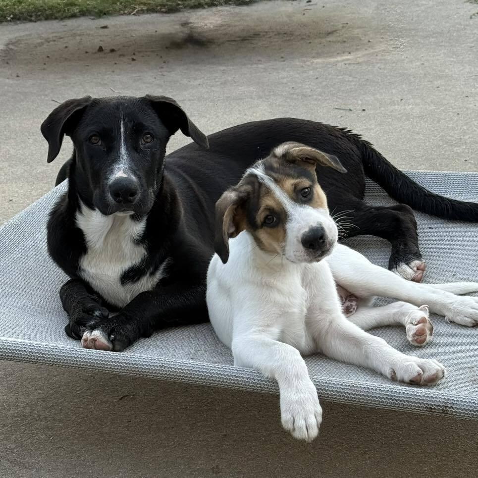 Veronica Mars, a Adoptable mixed breed in Brookshire, TX image 5/6